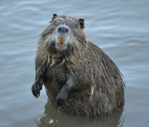 Ragondin dans l'eau