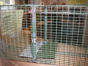 Cage piège