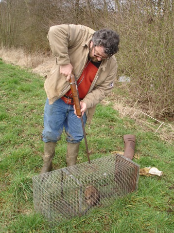 Comment tuer un ragondin dans une cage