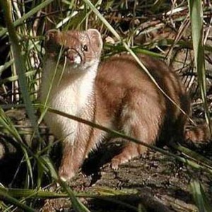 La Belette d'Europe (Mustela nivalis)