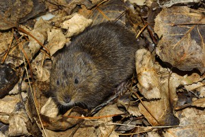 Le Campagnol Amphibie (Arvicola sapidus) Espèce protégée À ne pas confondre avec des rats musqués juvéniles Crédit photo : David Perez