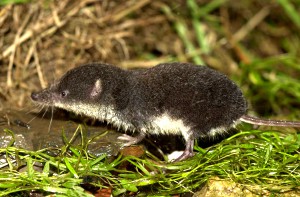 La Crossope aquatique Espèce protégée