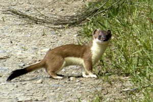 L'Hermine (Mustela erminea)