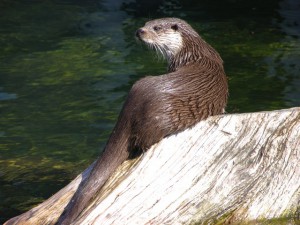 La Loutre d'Europe (Lutra lutra) Espèce protégée