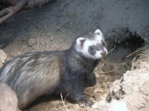 Le Putois d'Europe (Mustela putorius)