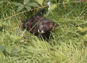 Le Vison d'Europe (Mustela lutreola) Espèce protégée À ne pas confondre avec le vison d'Amérique