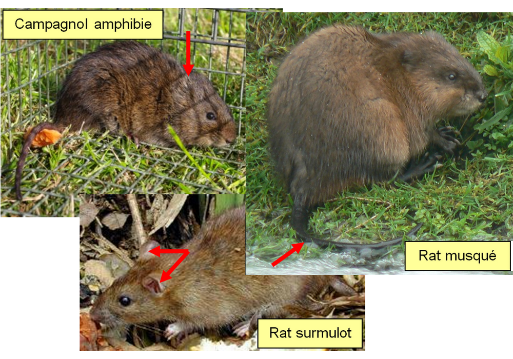 Campagnol - Rat surmulot - Rat musqué